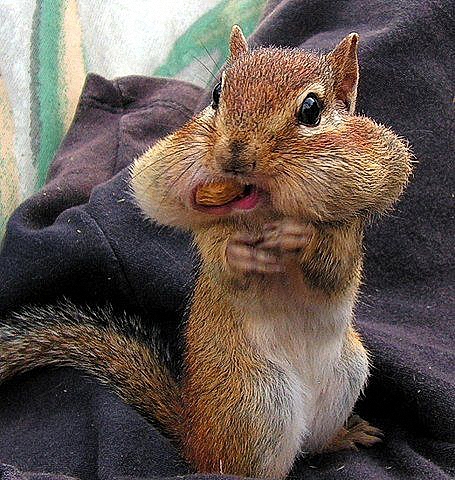 Фото Cмешной бурундук / Funny Chipmunk / напихал орешков за обе щеки