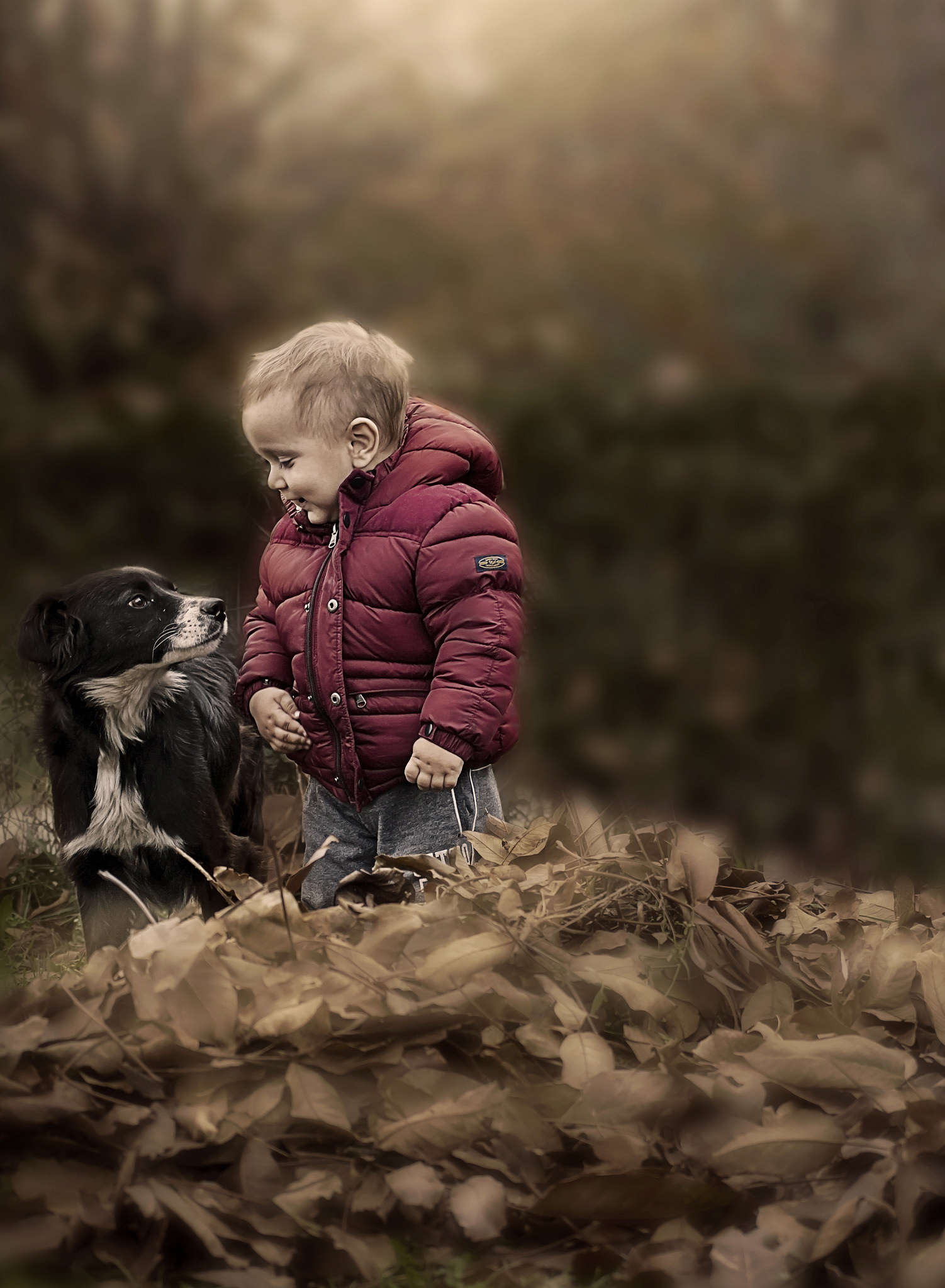 Фото Маленький мальчик и щенок бордер-колли стоят в желтой листве на размытом фоне, by Jelena Simic-Petrovic
