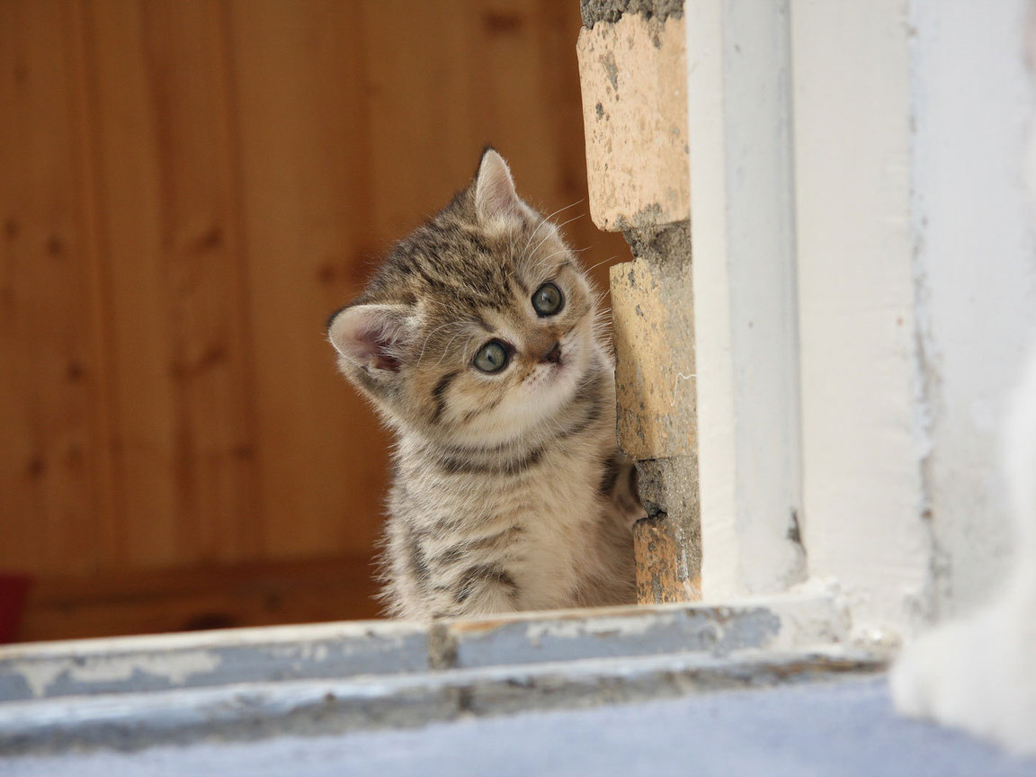 Фото Маленький котенок выглядывает из-за угла