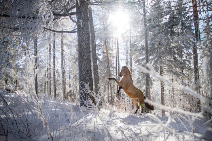 Фото Лошадь в зимнем лесу, фотограф Katarzyna Okrzesik-MikoЕ‚ajek