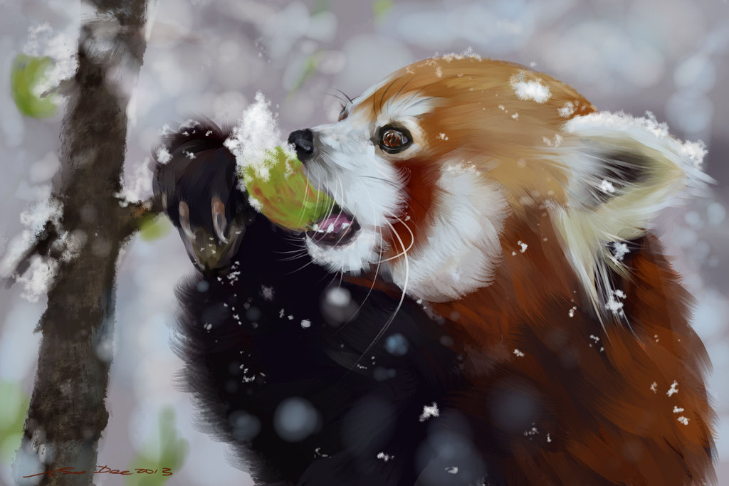 Фото Красная малая панда ест фрукт под падающим снегом