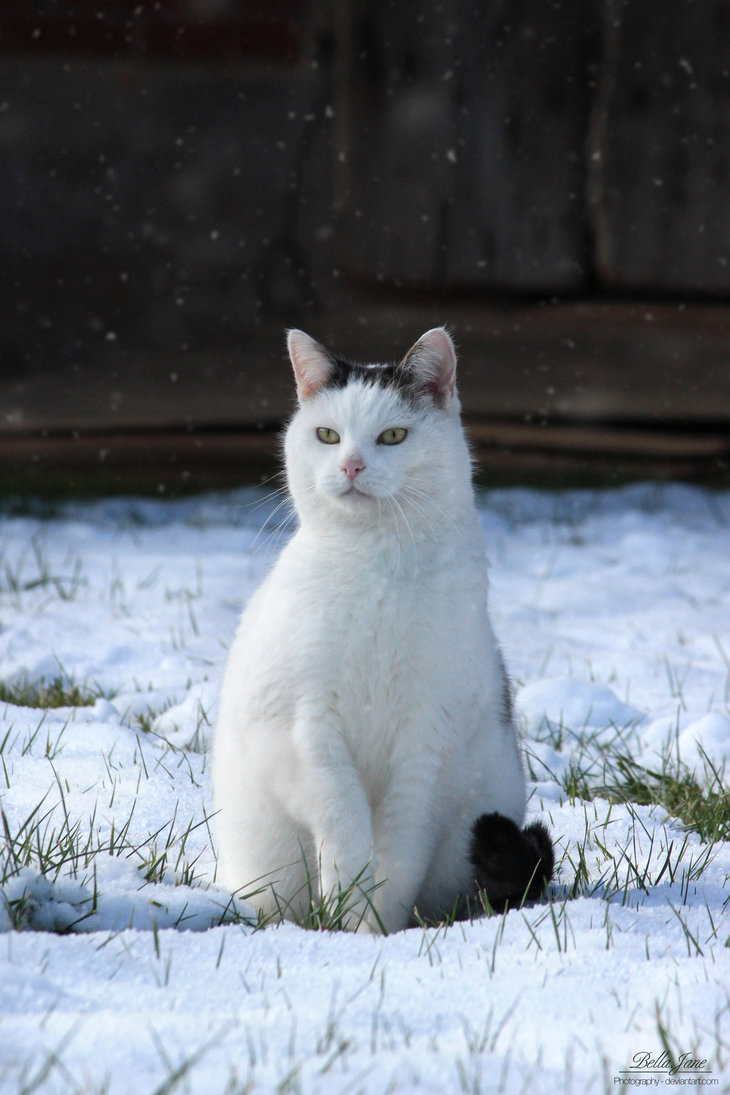 Фото кота который сидит