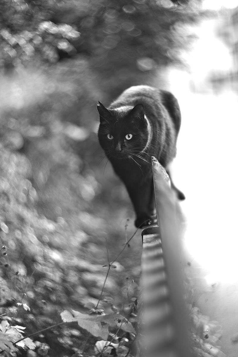 Фото Кот на заборе, by LeadyGonzales