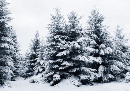 Картинки по запросу фото елки в снегу