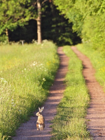 Зайчики дорожке траве и солнечные по бегут. Заяц на тропе. Заяц на тропинке. Животные на тропинке. Кролики в природе.