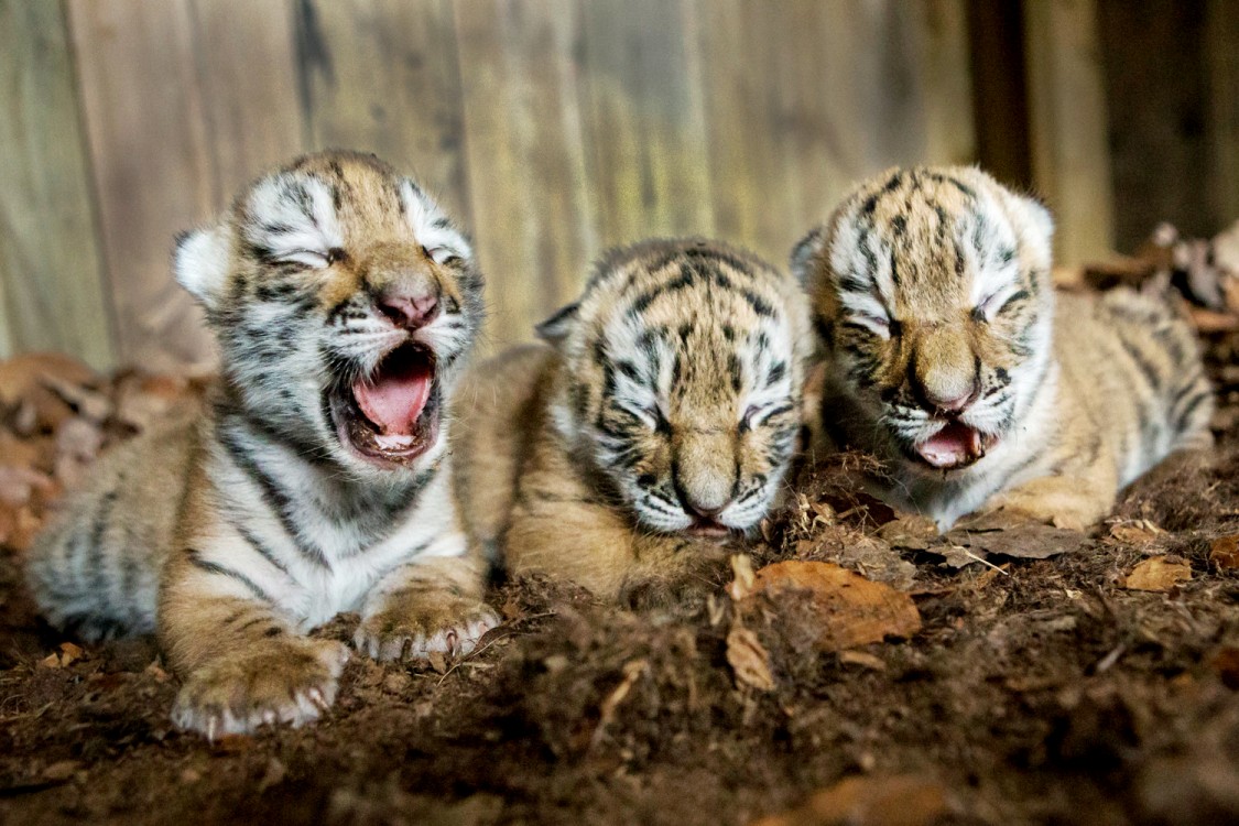 Фото Три тигренка сладко зевают, by Tom Svensson