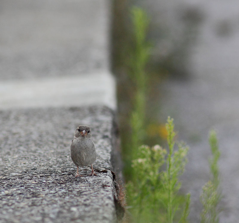 Фото Птичка стоит на краю дороги, by LeadyGonzales