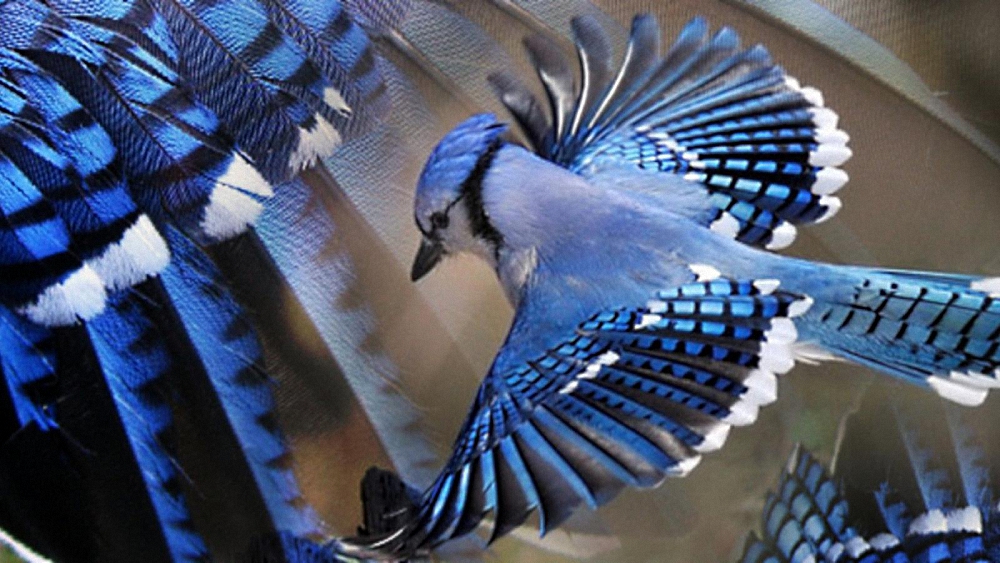 Фото Красивая голубая сойка летит на фоне увеличенного изображения ее перьев