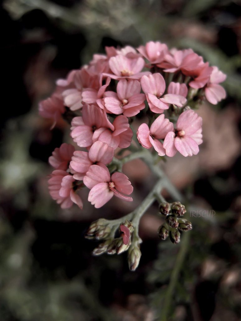 Многолетний цветок с розовыми цветами и резными листьями фото и название
