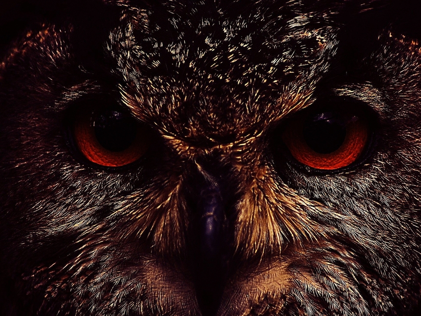 Фото Хищная морда совы с красными глазами, крупным планом
