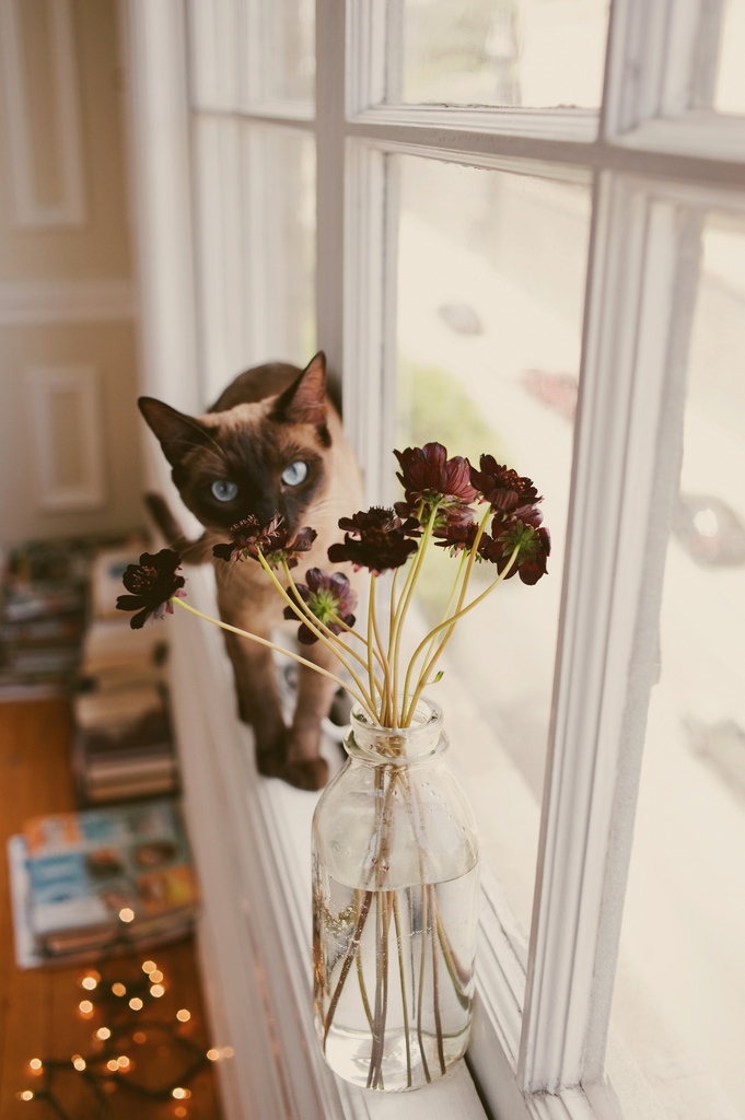 Фото Кошка нюхает цветы в банке на подоконнике, by cindyloughridge