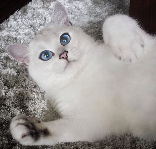 Фото Белая кошка с голубыми глазами