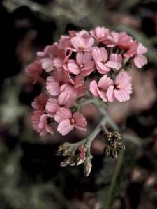 Кустарник с розовыми цветами цветет весной как называется и фото
