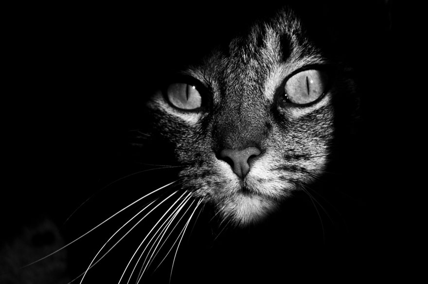 Фото Черно - белое фото черного кота