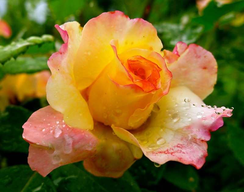 Фото Желтая роза в каплях воды