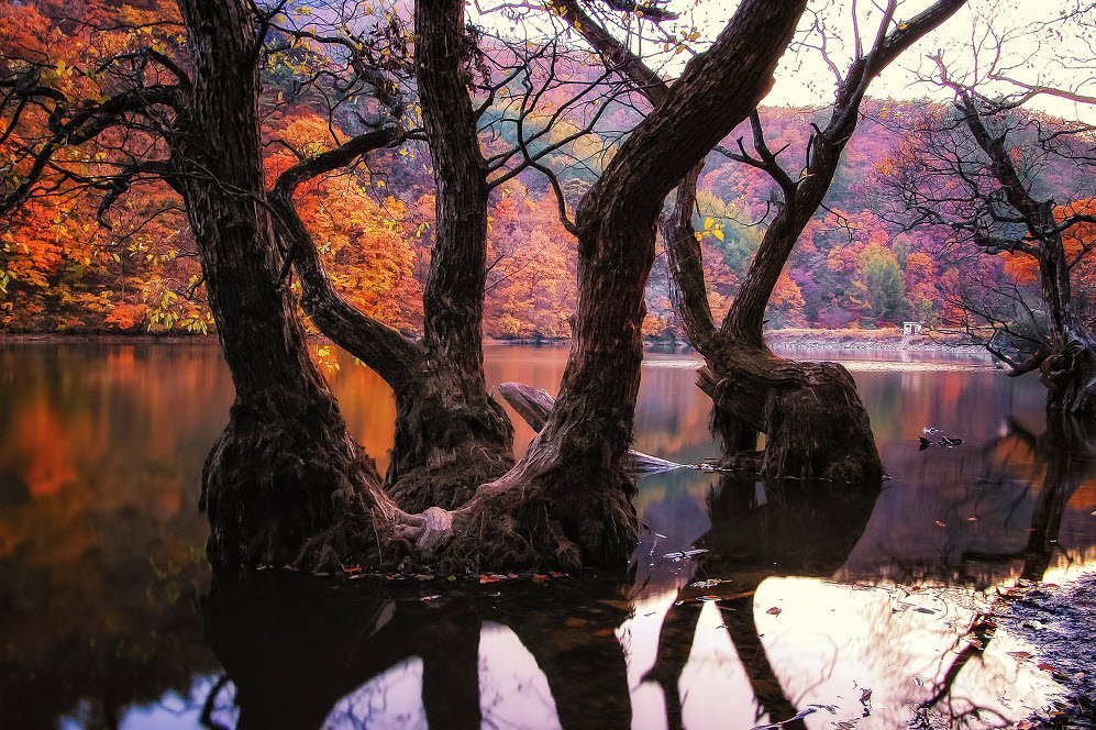 Фото Большие деревья стоят в воде реки, вдоль берега которой растут деревья покрытые желтыми, красными и зелеными листьями