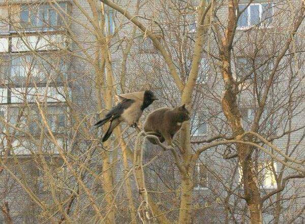 ворона и кот на дереве