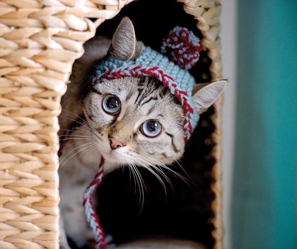 Фото Кот в шапке в домике