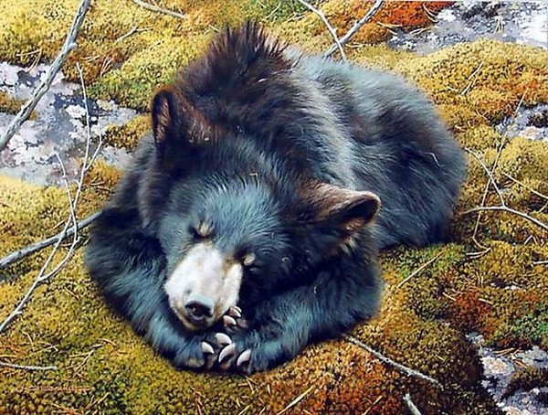 Фото Медведь лежит на мхе