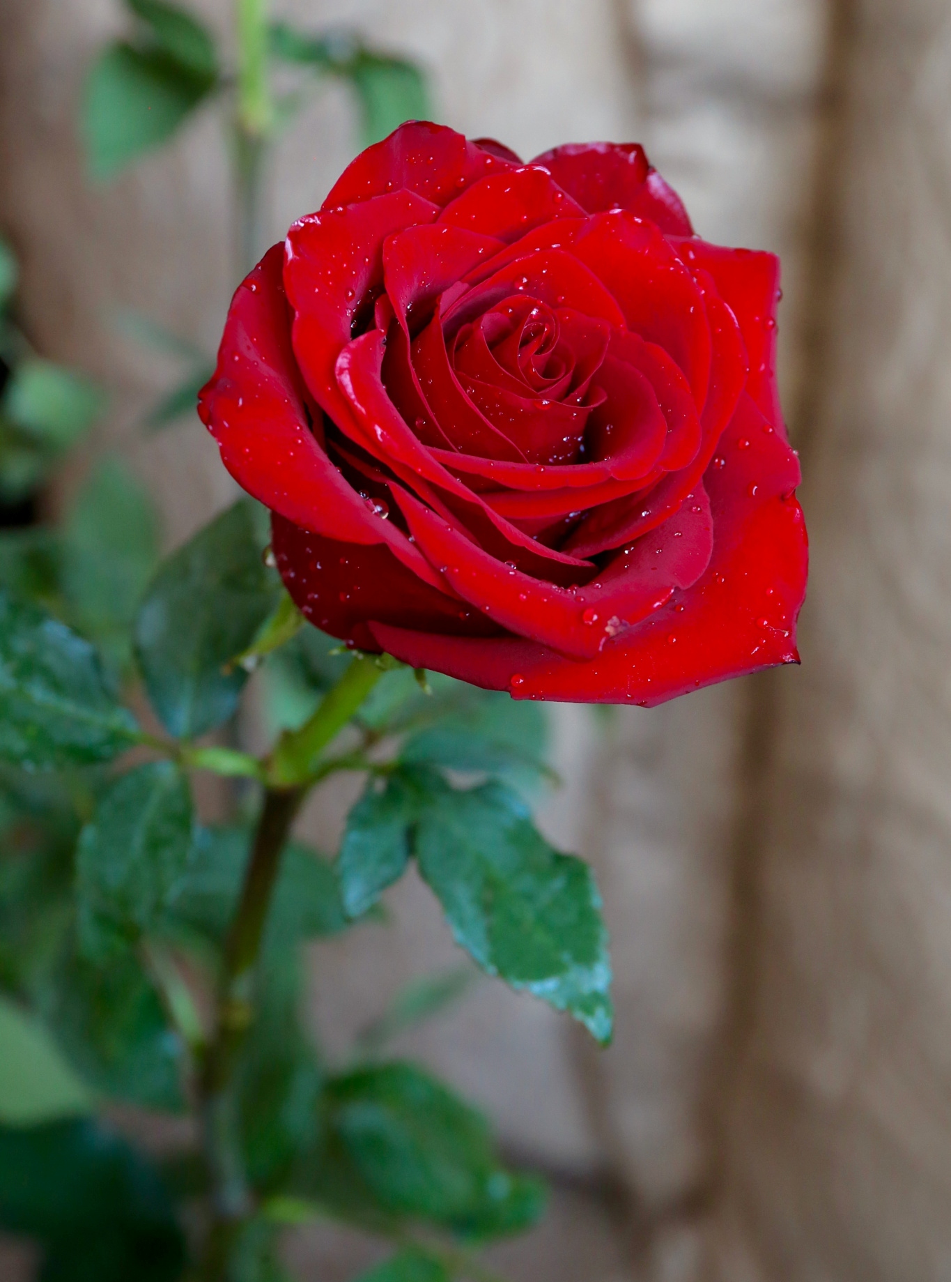 Маленькая красная роза