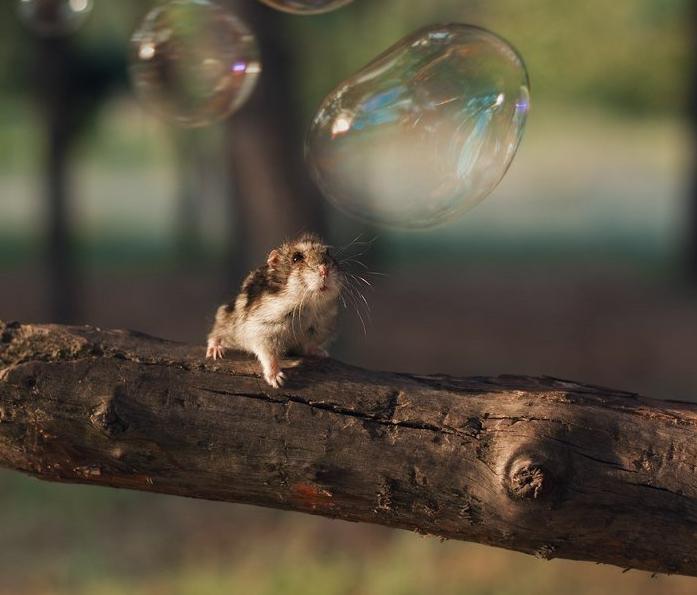 Фото Мышонок наблюдает за мыльными пузырями, сидя на ветке