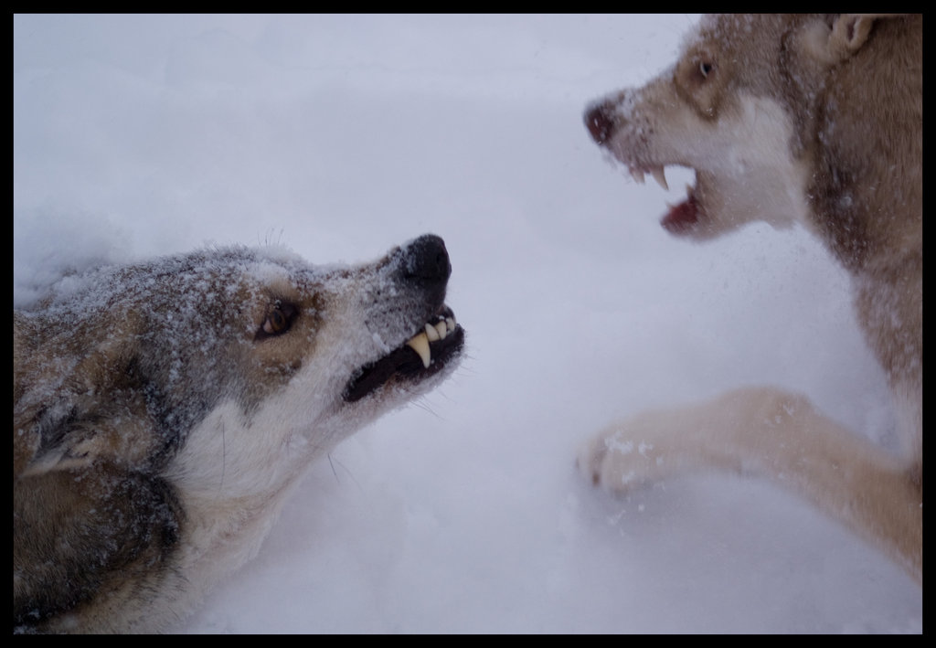 Фото Злые волки на снегу / by wodenswolf/