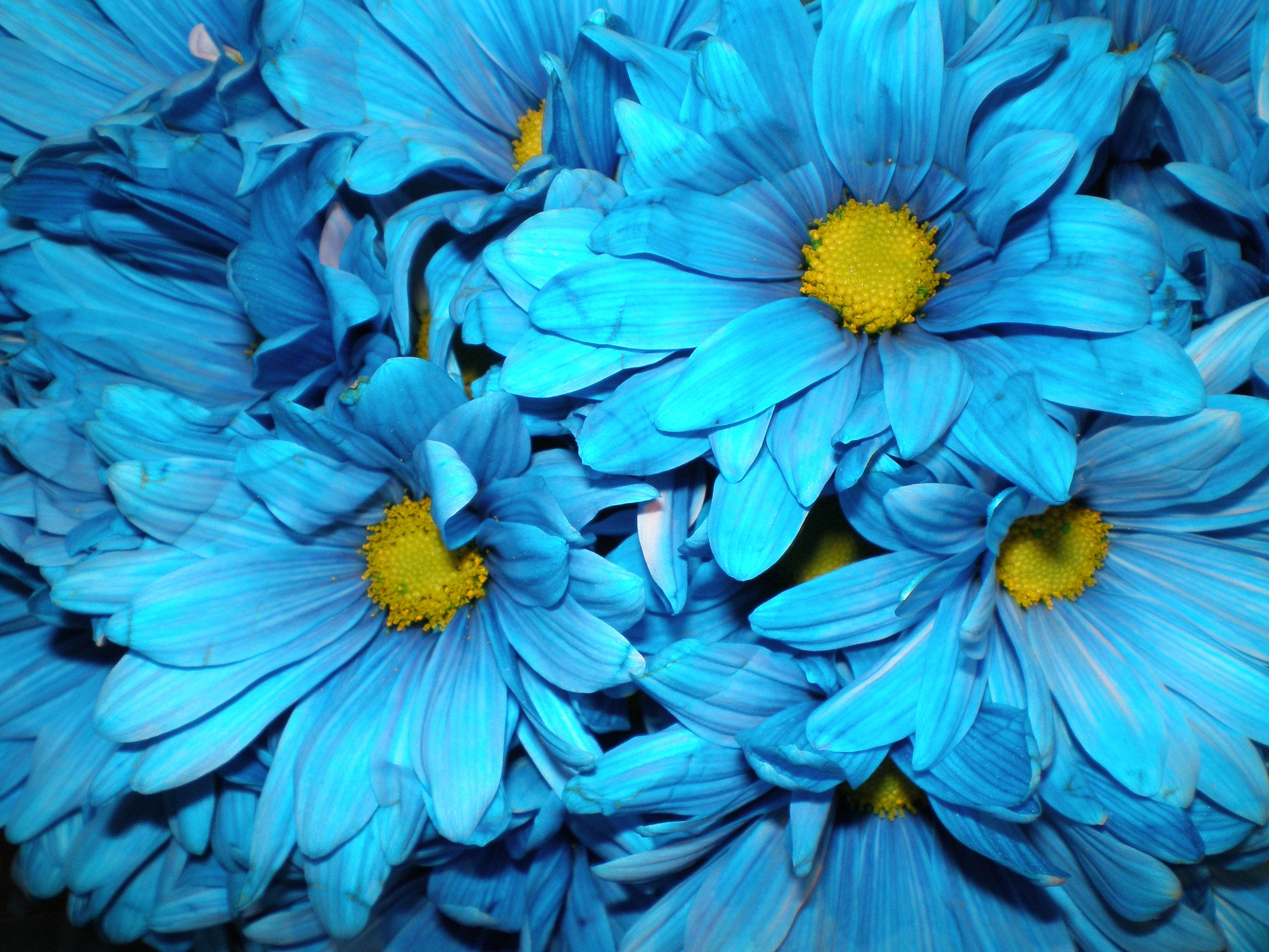 Наклоняешься к голубому цветку и с удивлением