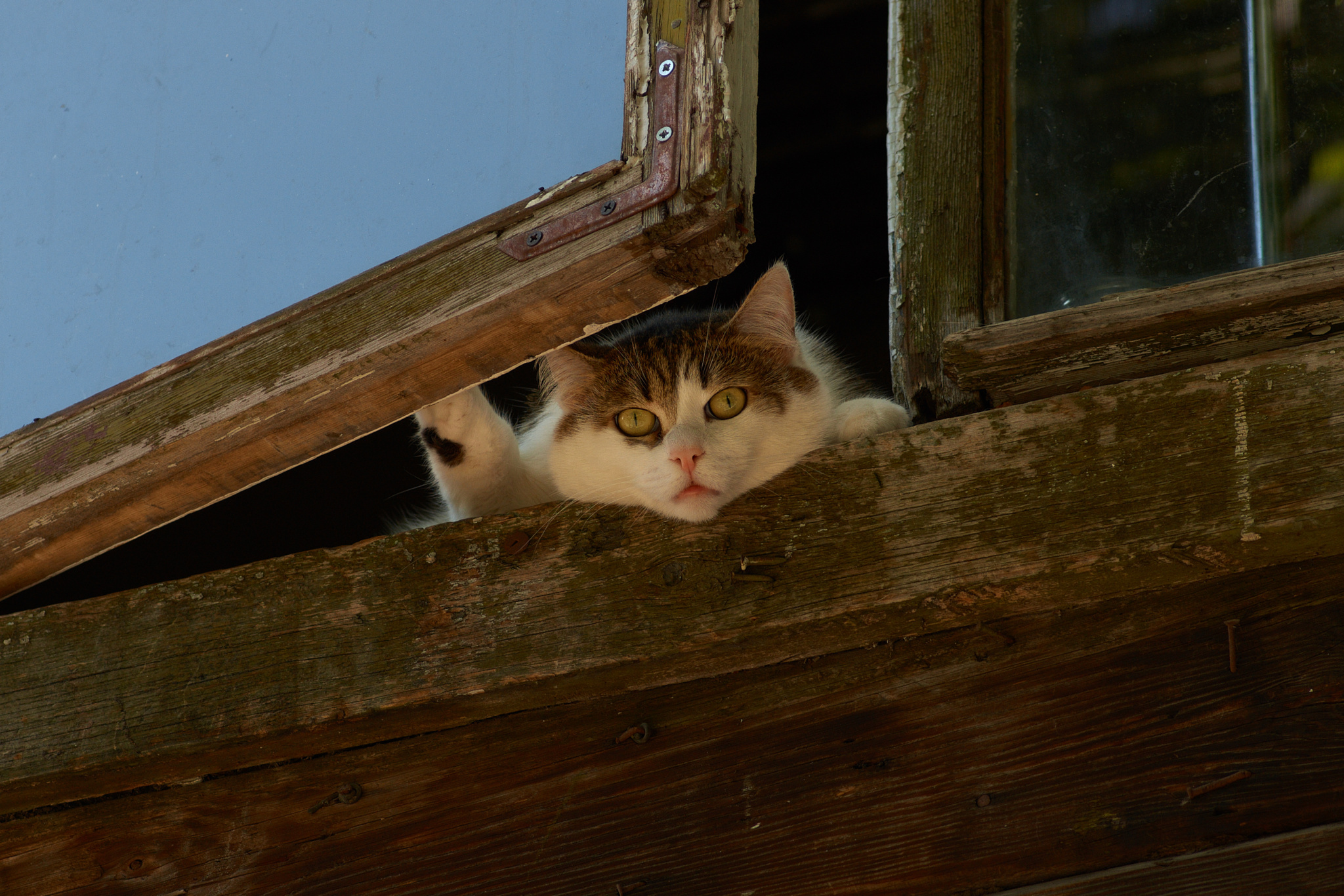Песня выглянуло кошка. Коты в окне. Выглядывает из окна. Кот заглядывает в окно. Кот выглядывает из окна.