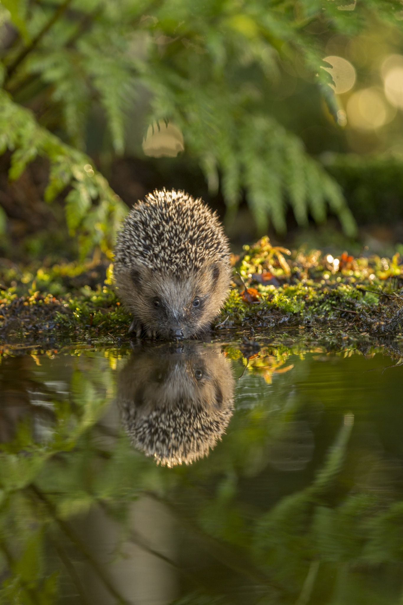 Фото Ежик и его отражение а воде, ву Jan Dolfing