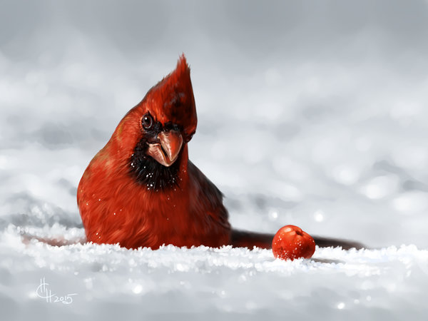 Серый кардинал птица. Красный Кардинал птица на снегу. Красный Кардинал человек. Серый Кардинал фото.