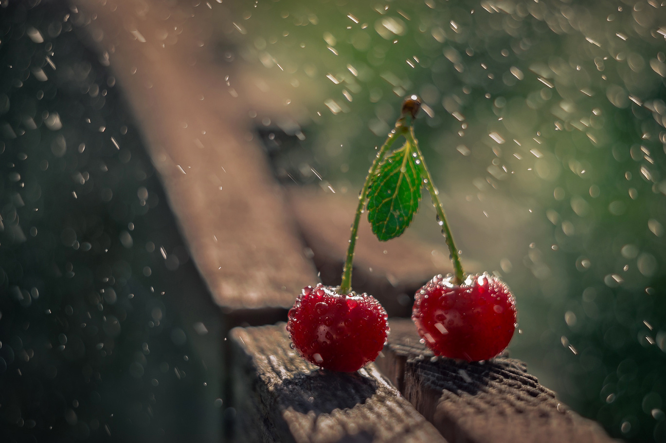 Фото Вишни в каплях дождя