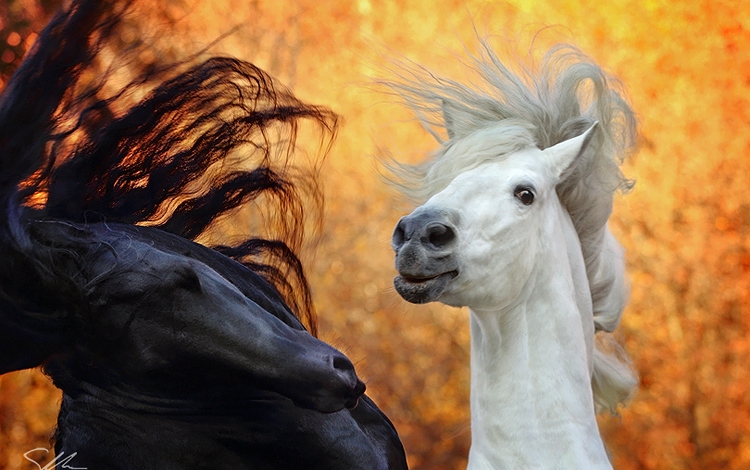Фото Две влюбленные лошади, by sowi01