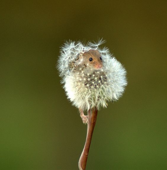 Фото Полевая мышь залезла в одуванчик