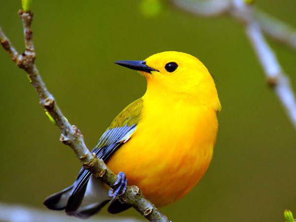 Фото Желтая птичка с черным клювом сидит на ветке
