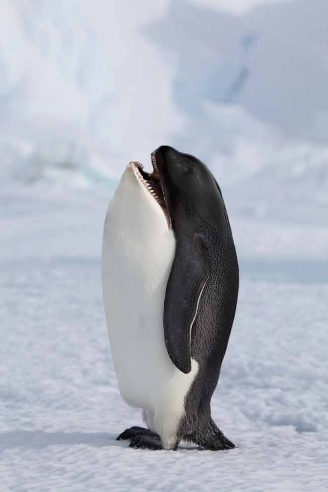 Фото Китовый пингвин или пингвиновый кит