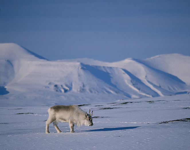 Фото Детеныш северного оленя на фоне заснеженных холмов