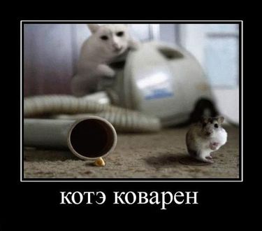 mid_233464_7395.jpg