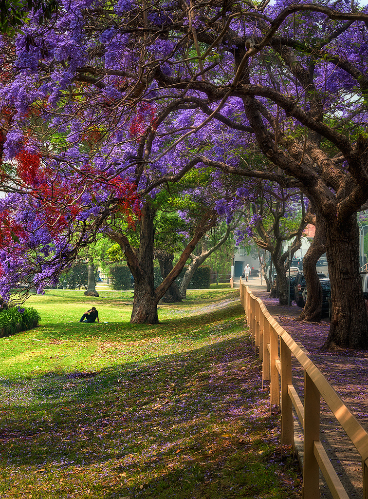 Фото Цветущие деревья вдоль тротуара, на поляне сидит парень, фотограф Ray Jennings