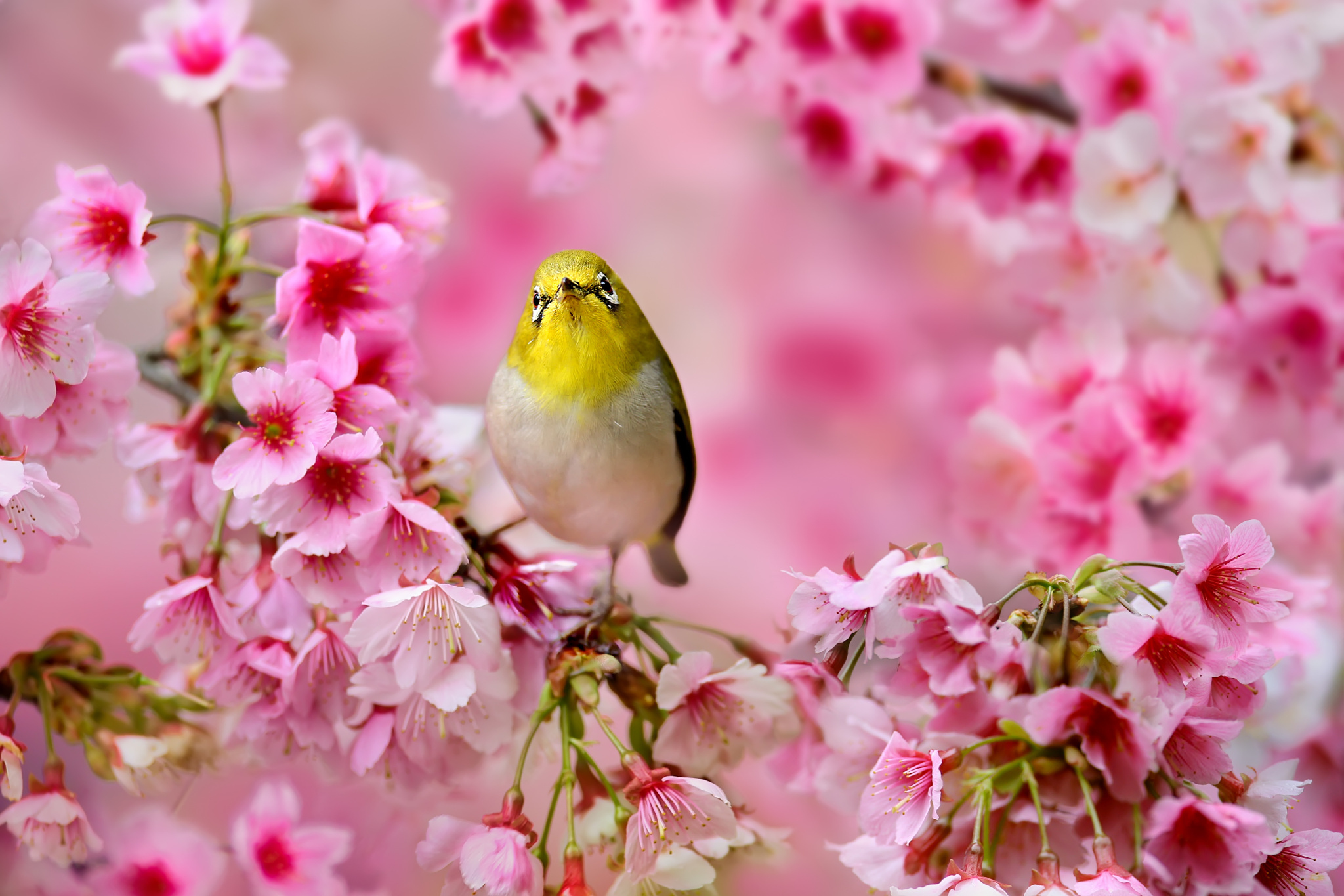 Красивая весенняя песня. Японская белоглазка на Сакуре. Весенние птички.