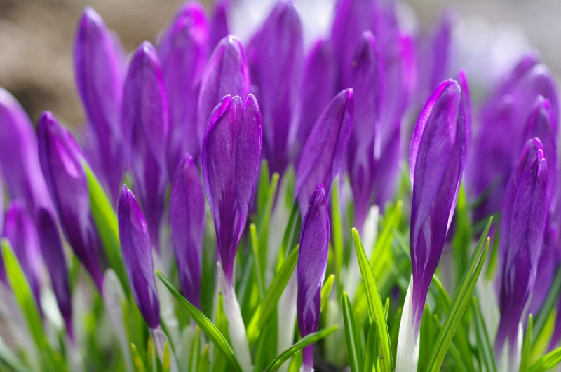 Фото Бутоны фиолетовых крокусов