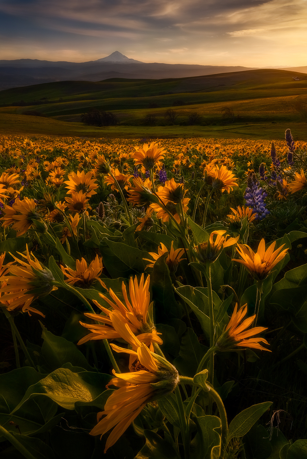 Фото Поле подсолнухов в Колумбийском ущелье, ву Doug Shearer