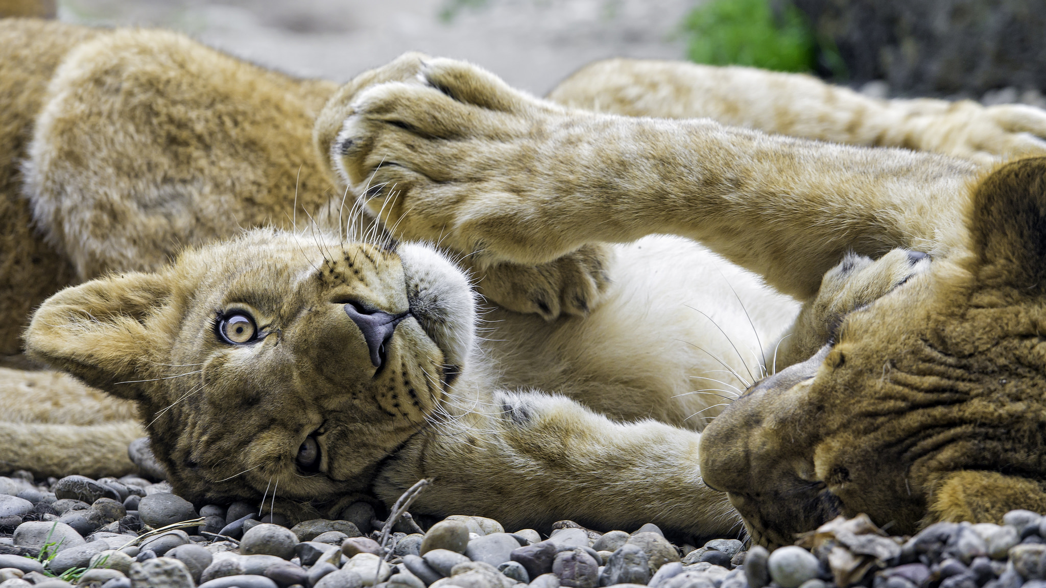 Фото Играющие молодые львы