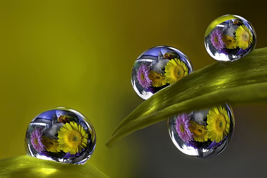 Фото Лист с каплям воды, в которых отражаются цветы - герберы, ву ASPphotographic