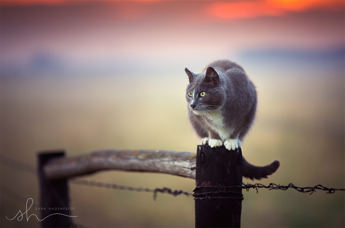 Фото Кошка сидит на заборе, фотограф Sara Hadenfeldt