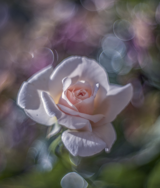 Фото Розовая роза на размытом фоне, фотограф Phil Hart