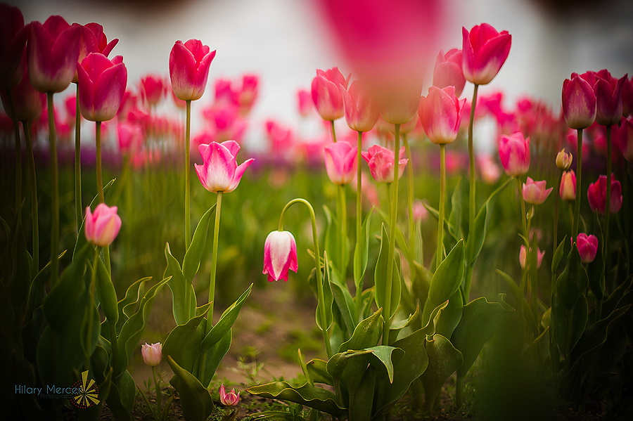 Фото Розовые тюльпаны, фотограф Hilary Mercer