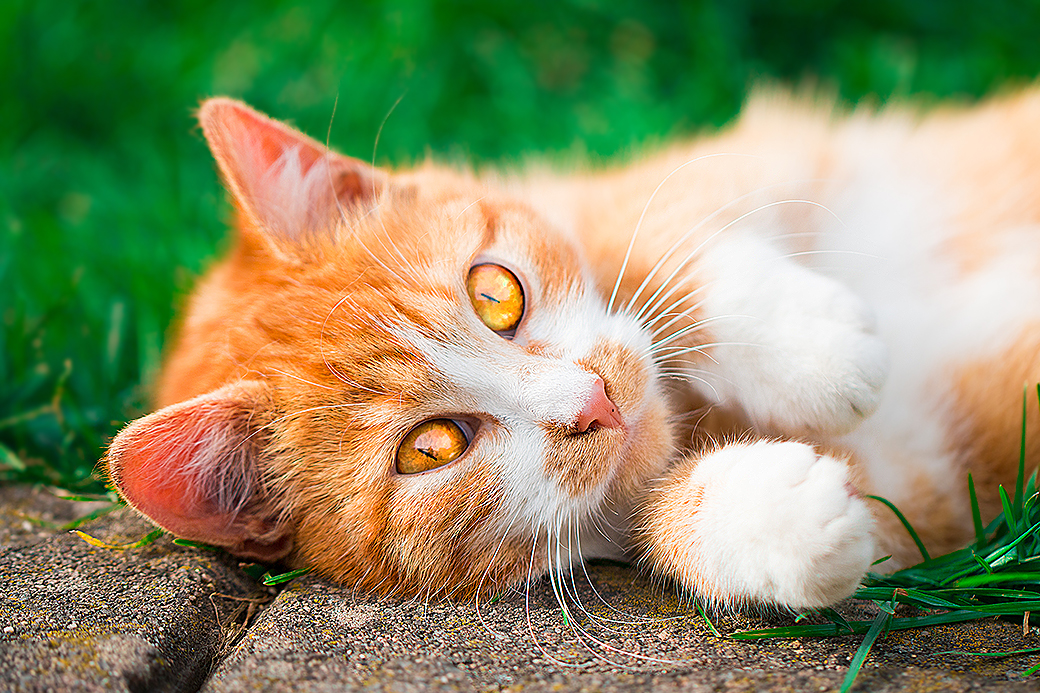 Фото Красивый бело-рыжий кот лежит на зеленой траве у дорожки, by .