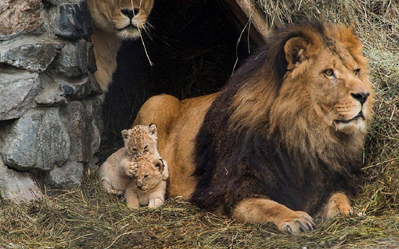 Фото Семья львов с детенышами