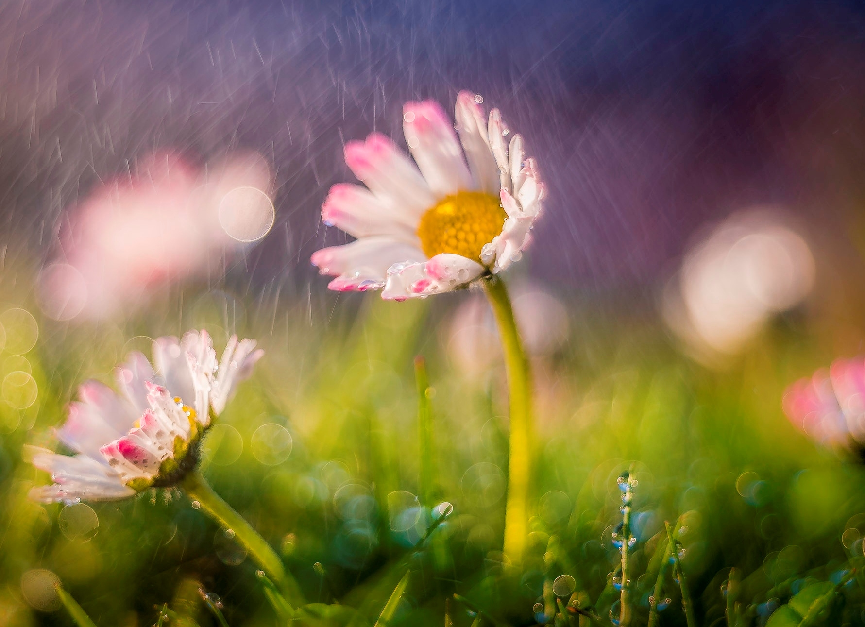 Фото Белые маргаритки под дождем, ву Stephan Wicki