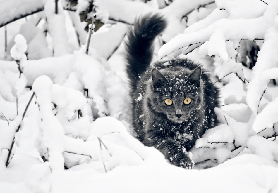 Фото черный кот переходит дорогу